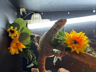 Bearded Dragon reptiles - Advert 12