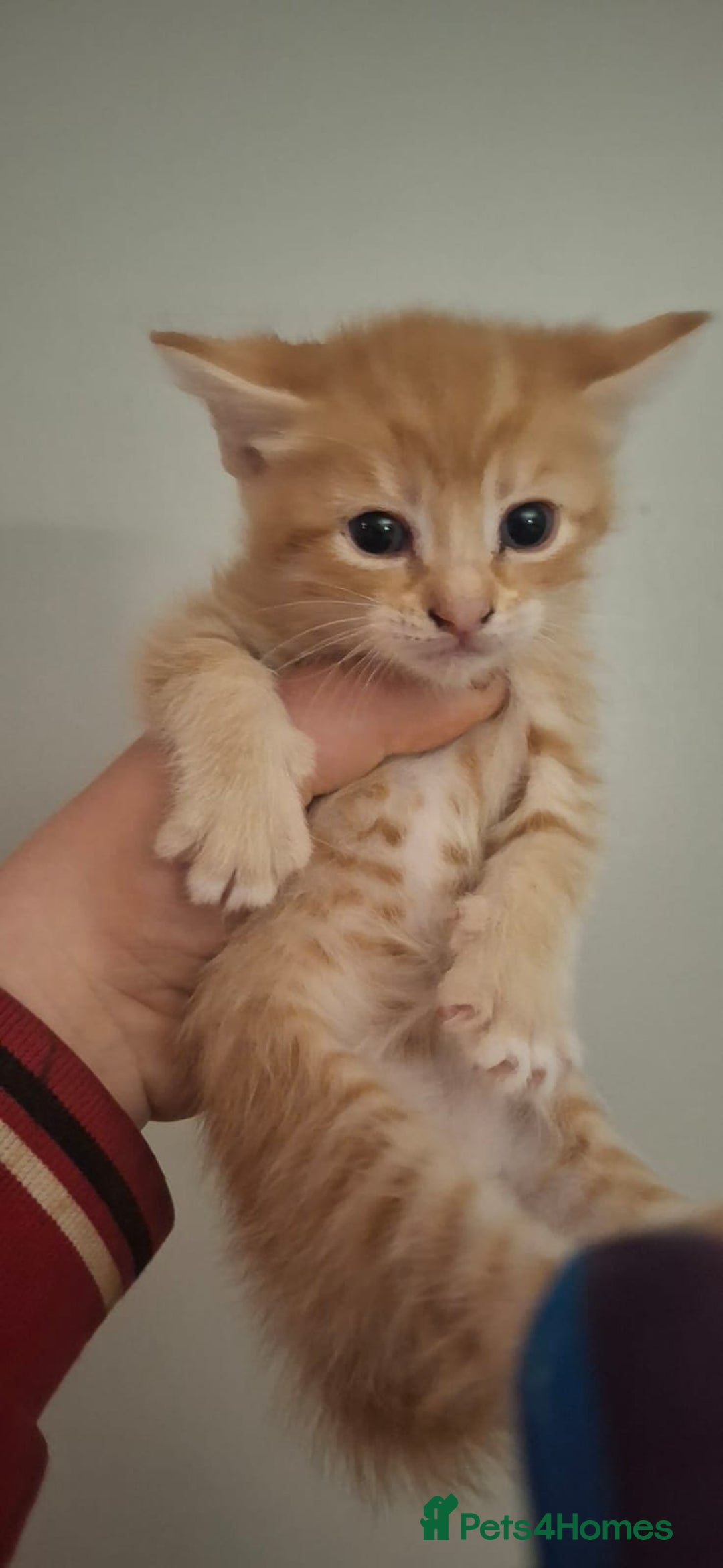 Mixed Breed cats for sale: 2 ginger and white males left  - Image 2
