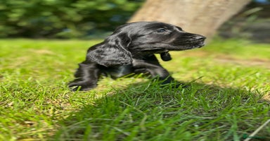 Cocker Spaniel dogs - Advert 12