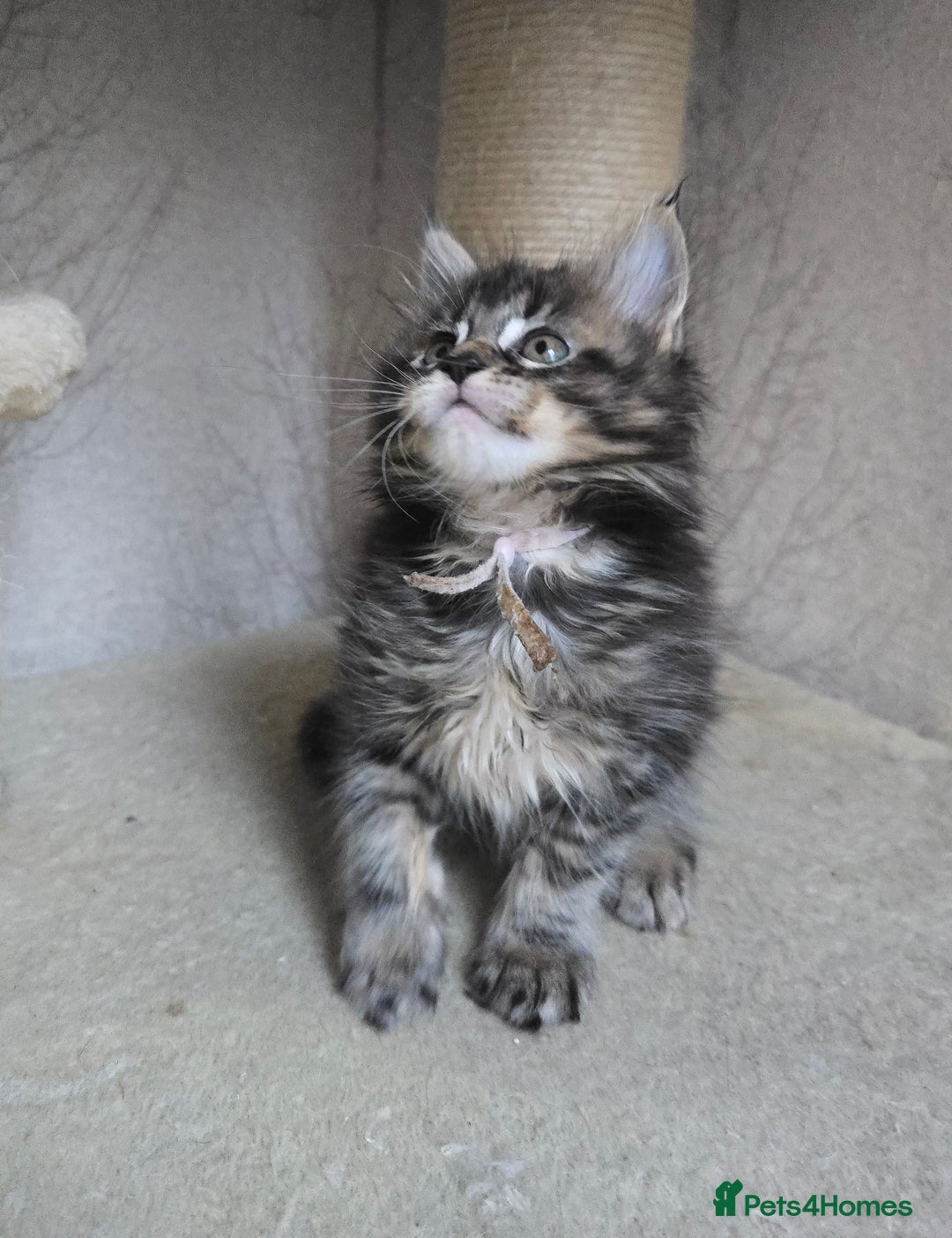 Maine Coon cats for sale: Beautiful TICA Pedigree Maine Coon Kittens - Advert 12