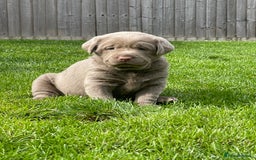 Labrador Retriever dogs for sale: Stunning kc silver Labradors  - Image 6