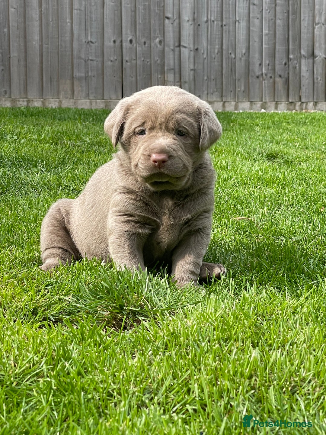 Labrador Retriever dogs for sale: Stunning kc silver Labradors  - Image 6