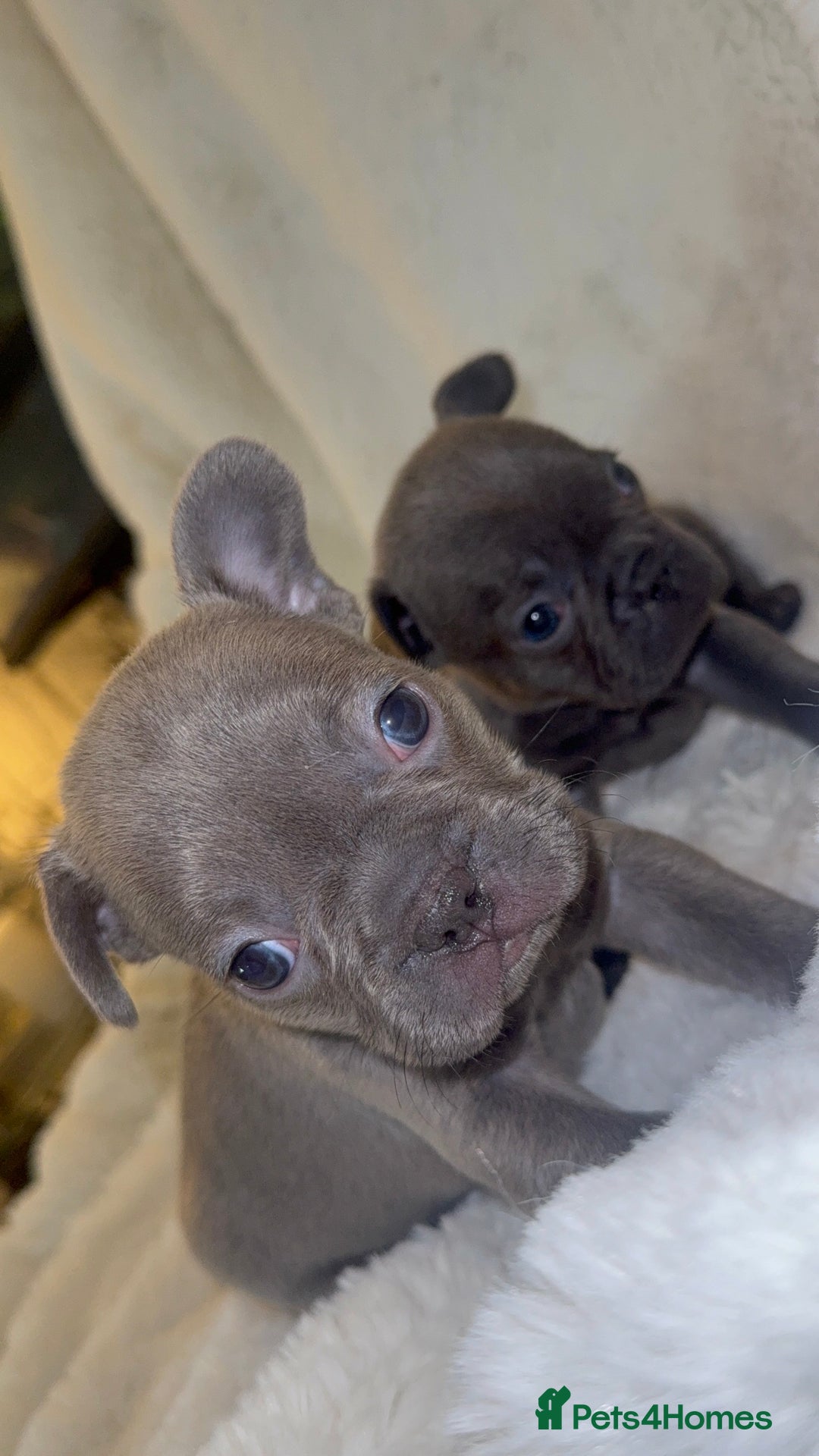 French Bulldog dogs for sale: Lilac blue eyed litter of 6. DWKC registered  - Image 14
