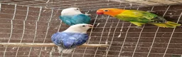 Lovebirds birds for sale: Lovebird fischer's opalines - Advert 7