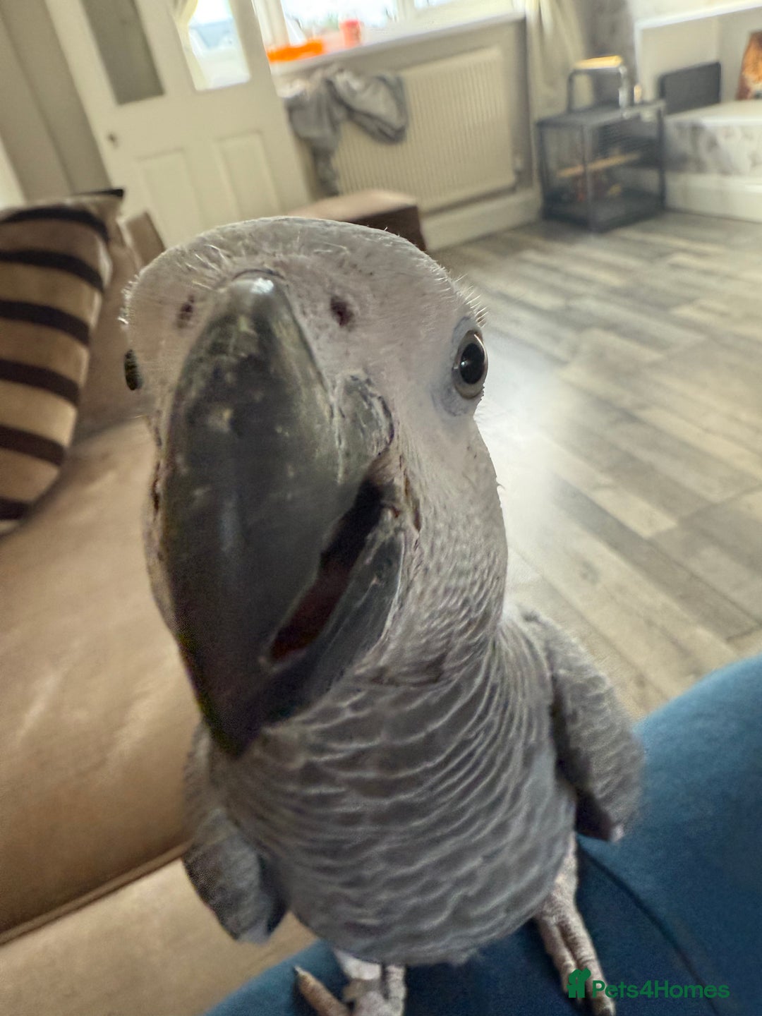 Parrots birds for sale: African grey male  - Image 4