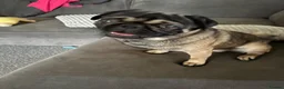 Pug dogs for stud: Pug for stud - Advert 9