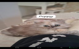 Persian cats for sale: STUNNING 2 Persian Femal Adorable Kittens! - Image 2