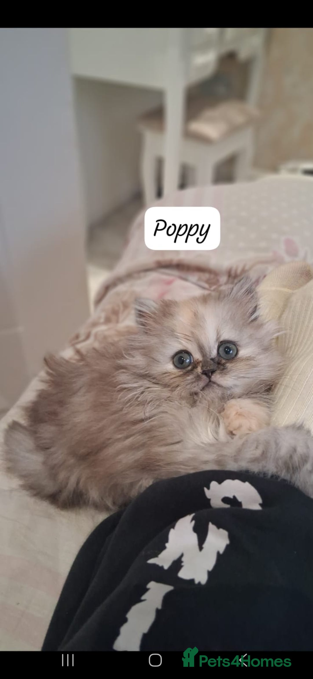 Persian cats for sale: STUNNING 2 Persian Femal Adorable Kittens! - Image 2