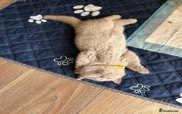 British Shorthair cats for sale: Champion line British Shorthair kittens  - Image 11