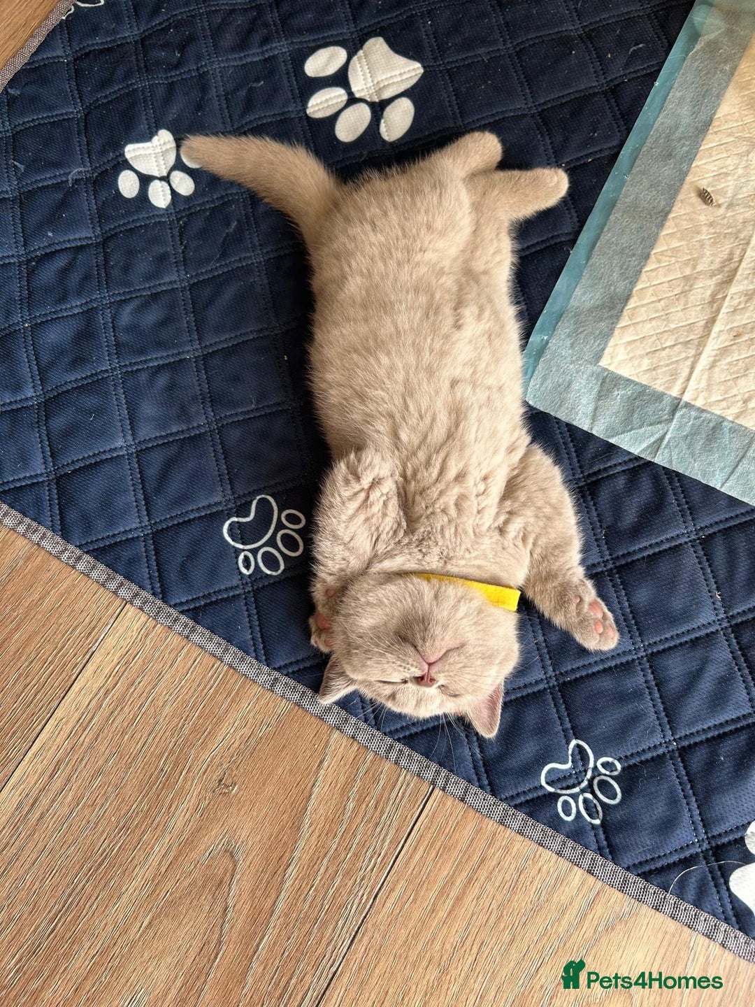 British Shorthair cats for sale: Champion line British Shorthair kittens  - Image 11