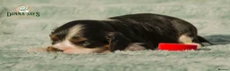 Cavalier King Charles Spaniel dogs for sale: ✨ EXCEPTIONAL CAVALIERS BY DONNA JAY ✨ - Advert 7