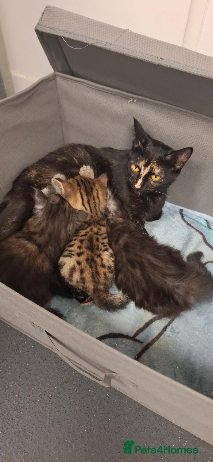 Mixed Breed cats Adorable Kittens! - Advert 1