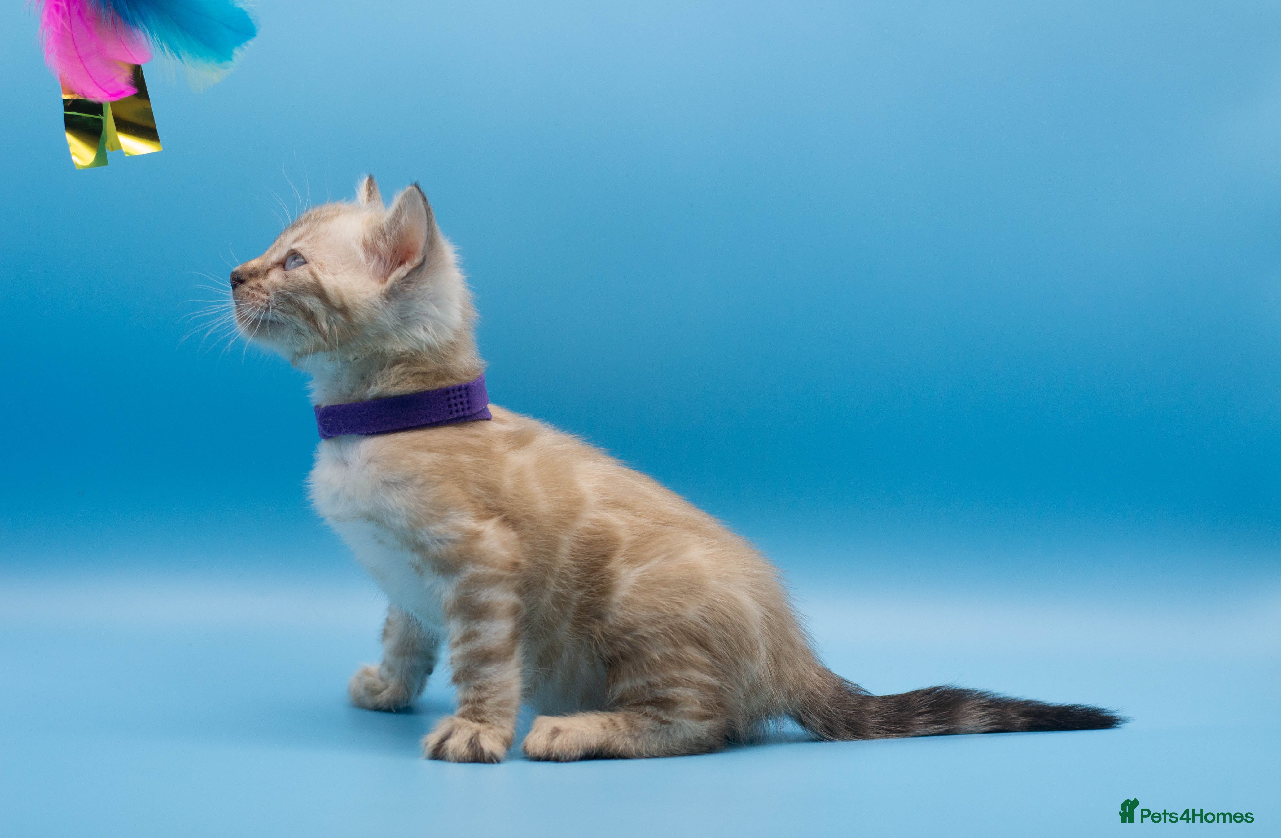 Bengal cats Snow Lynx Bengal Kittens–Available for Reservation - Advert 2