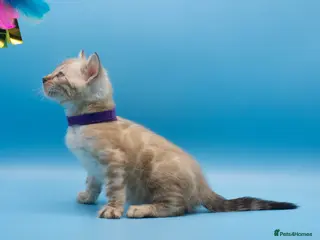 Bengal cats Snow Lynx Bengal Kittens–Available for Reservation - Advert 2