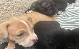 Staffordshire Bull Terrier dogs for sale: Beautiful mixstaffy looking for a forever home - Image 5