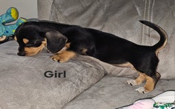 Miniature Dachshund dogs for sale: Ready boy or girl Black and tan smooth Dachshund's - Image 21