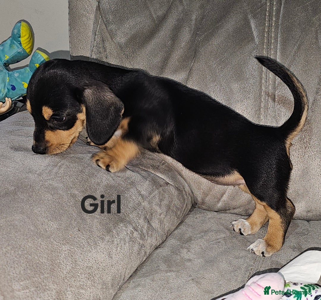 Miniature Dachshund dogs for sale: Ready boy or girl Black and tan smooth Dachshund's - Image 21