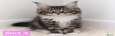 Maine Coon girl 3