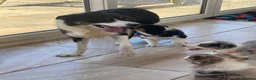 Australian Shepherd dogs for sale: Boys and girls available  - Advert 12