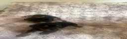 Dachshund dogs for sale: Beautiful Dachshund puppies  in Redhill - Advert 5