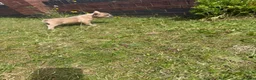 French Bulldog dogs for sale: French Bulldog Female ready now - Advert 5