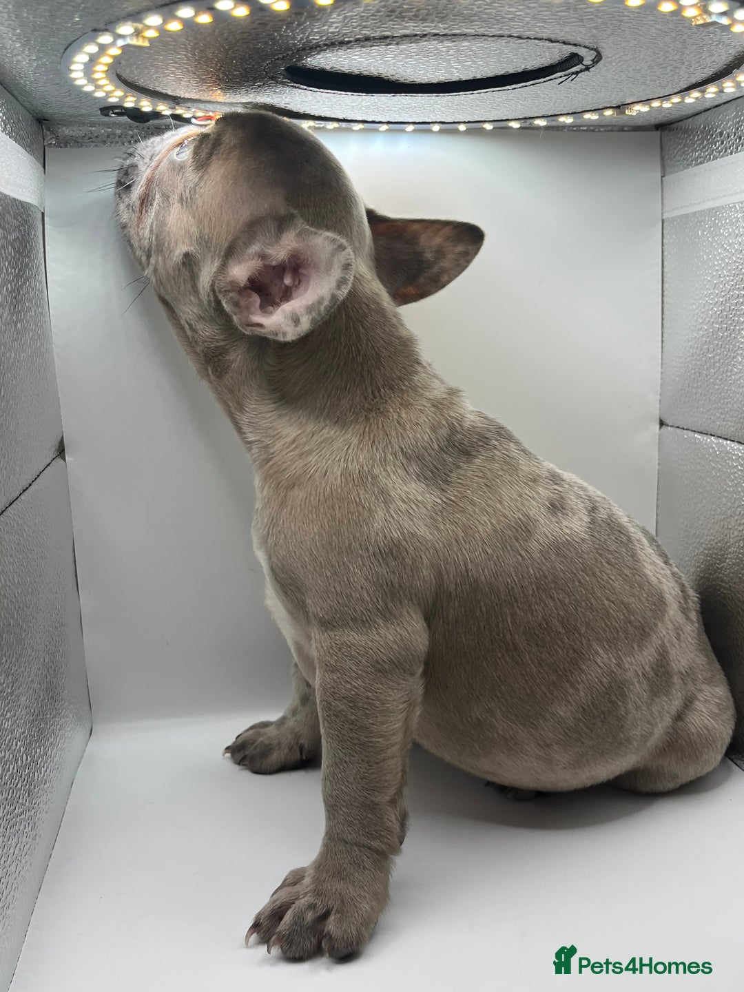 French Bulldog dogs for sale: French bulldog puppies - Advert 17