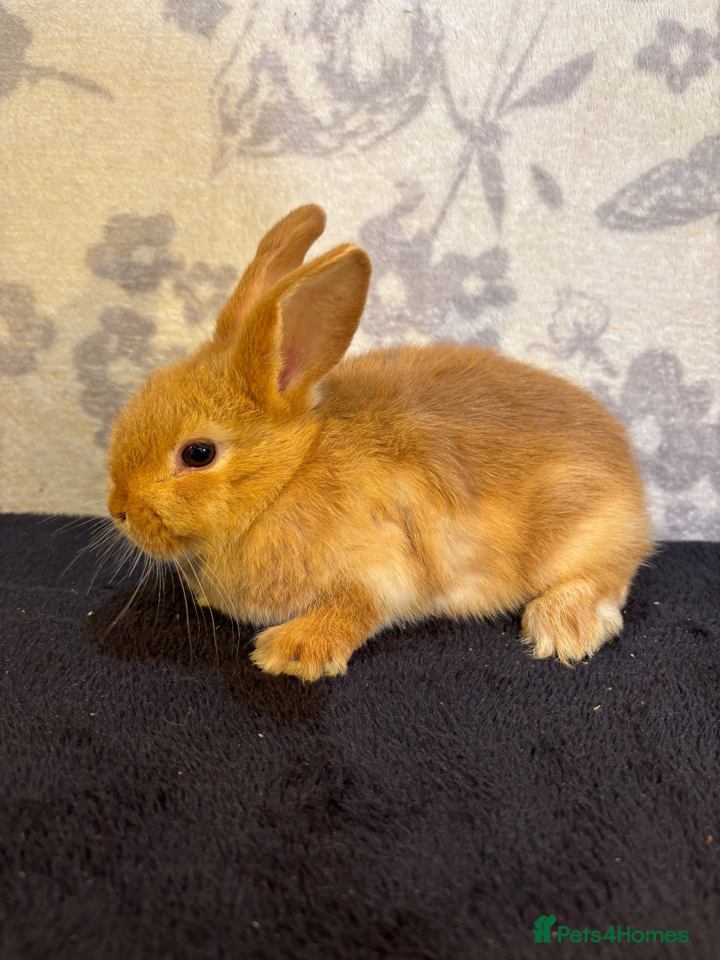 Mixed Breed rabbits 1 orange male mini lop - Advert 1
