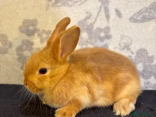 Mixed Breed rabbits 1 orange male mini lop - Advert 6