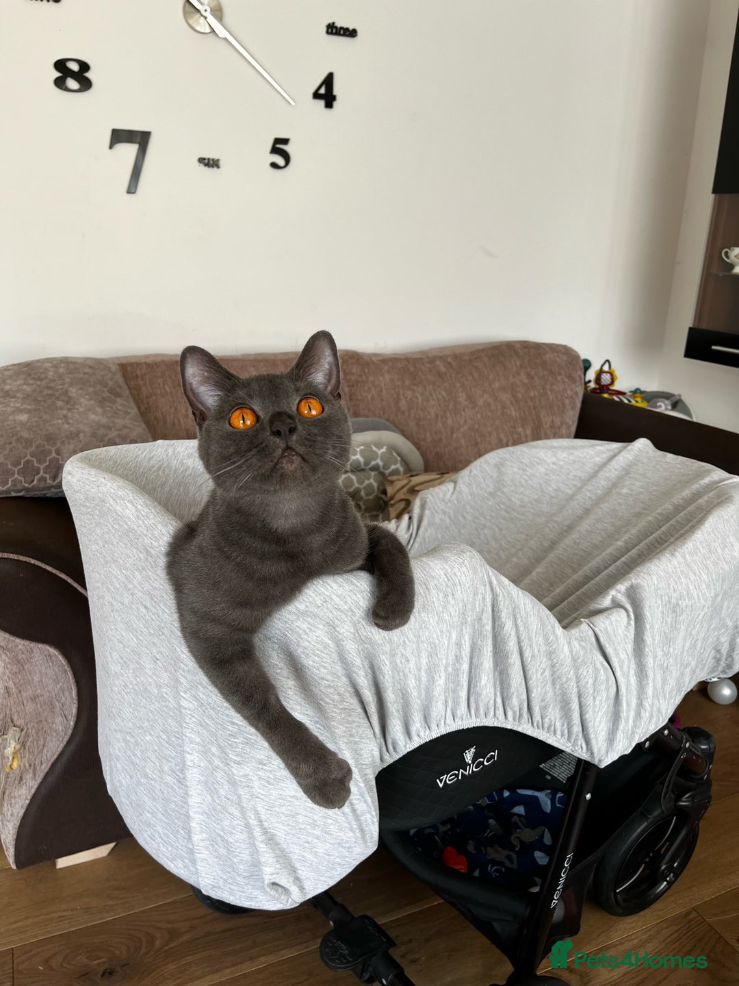 British Shorthair cats for sale: British Shorthair Kittens - Advert 3