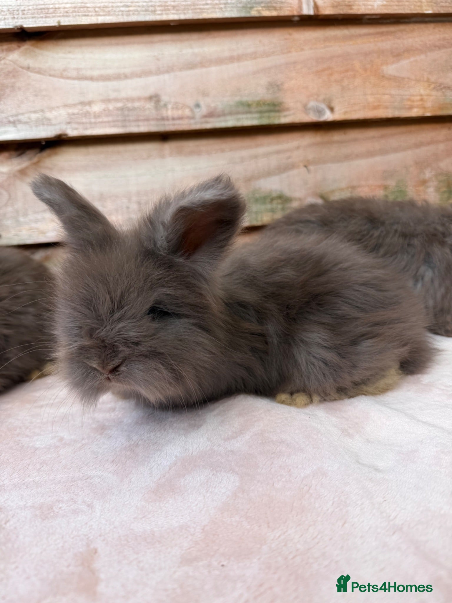 Angora rabbits pedigree angora rabbit - Advert 1