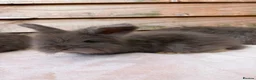Angora rabbits for sale: pedigree angora rabbit - Advert 1