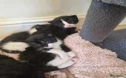 Mixed Breed cats for sale: 5 Gorgeous Tuxedo Kittens - Image 11