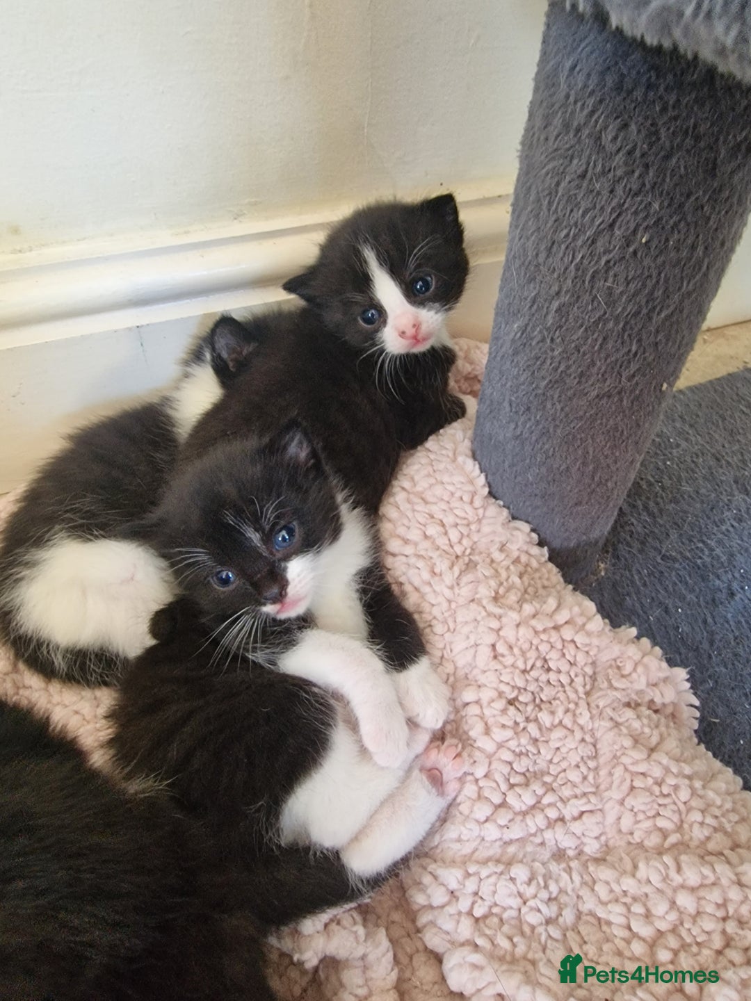 Mixed Breed cats for sale: 5 Gorgeous Tuxedo Kittens - Image 11