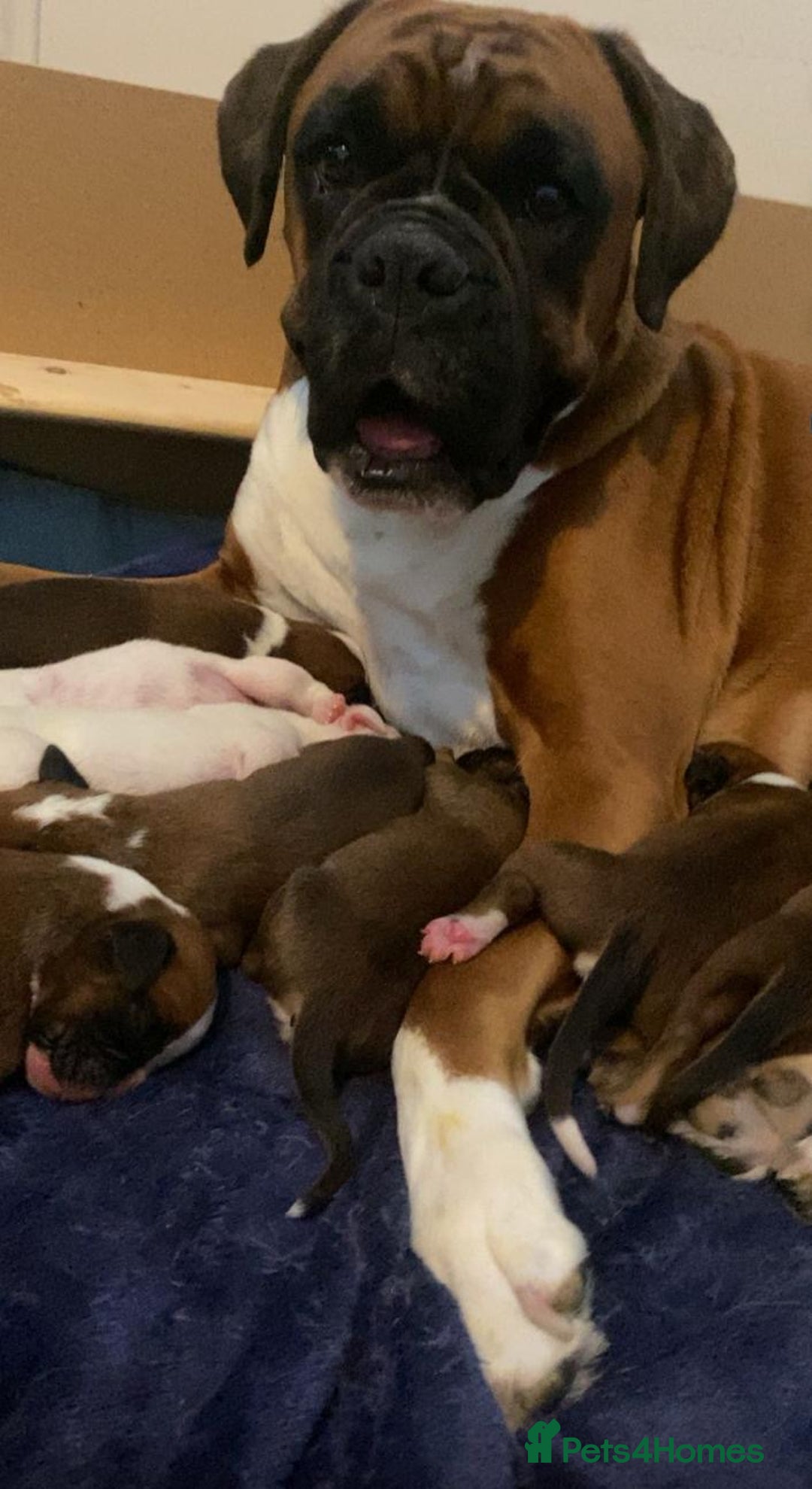Boxer dogs for sale: KC Registered Boxer Puppies - Image 3