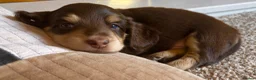 Miniature Dachshund dogs for sale: Beautiful miniature longhaired dachshund puppies - Advert 3