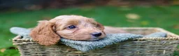 Cockapoo dogs for sale: F1 Cockapoos available 🐶 in Neath - Advert 15