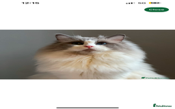 Ragdoll cats for sale: 2 female blue bicoloured ragdolls for sale🤍 - Image 13