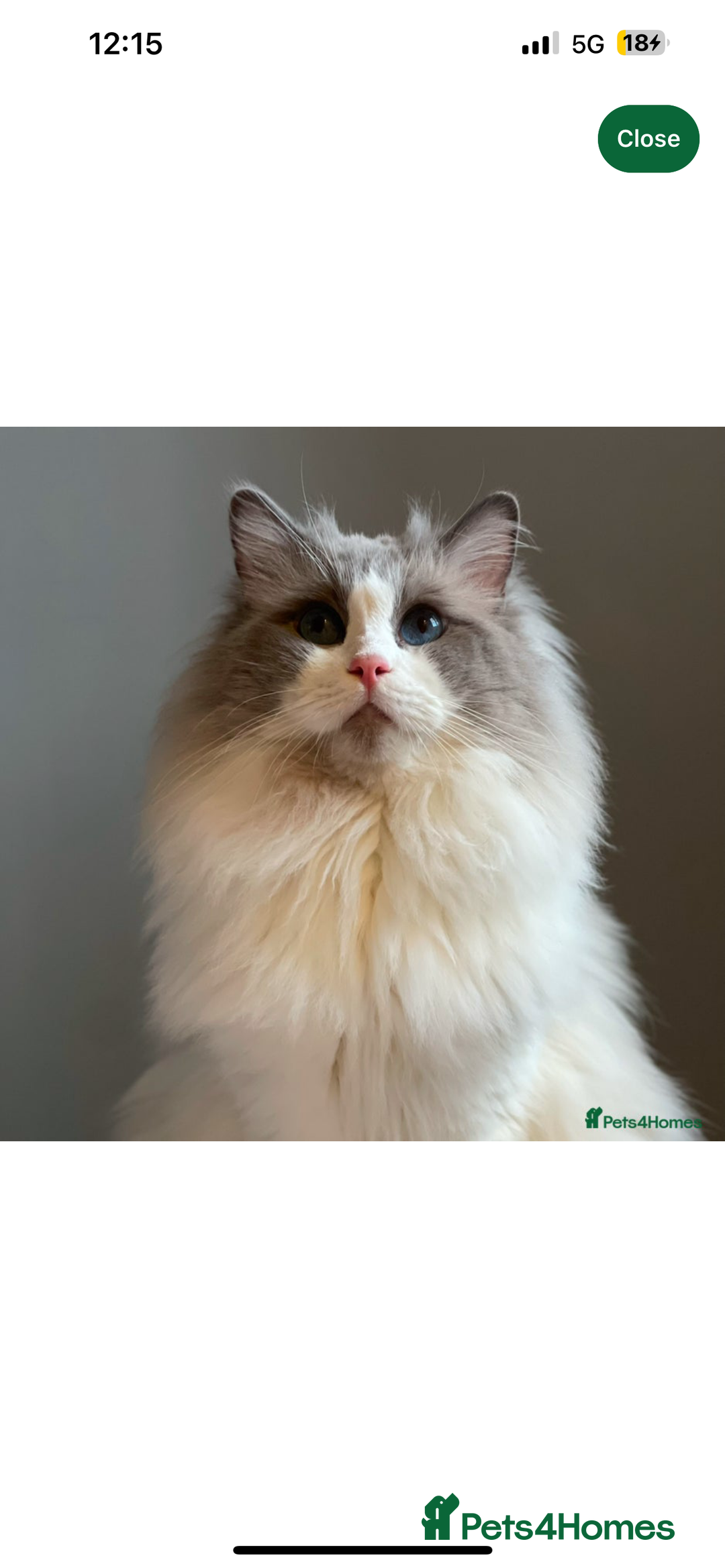Ragdoll cats for sale: 2 female blue bicoloured ragdolls for sale🤍 - Image 13