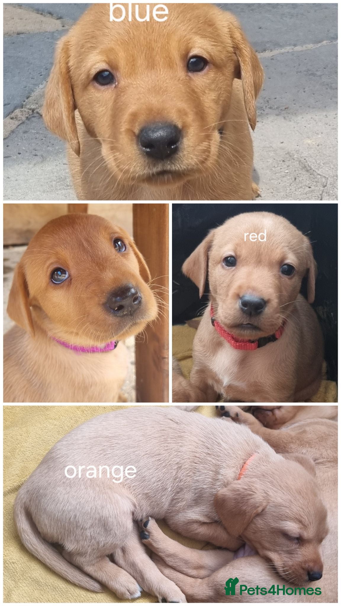 Labrador Retriever dogs Fox Red puppies kc reg working parents - Advert 2