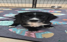 Cocker Spaniel dogs for sale: KC Registered Working Cocker Spaniels - Image 15