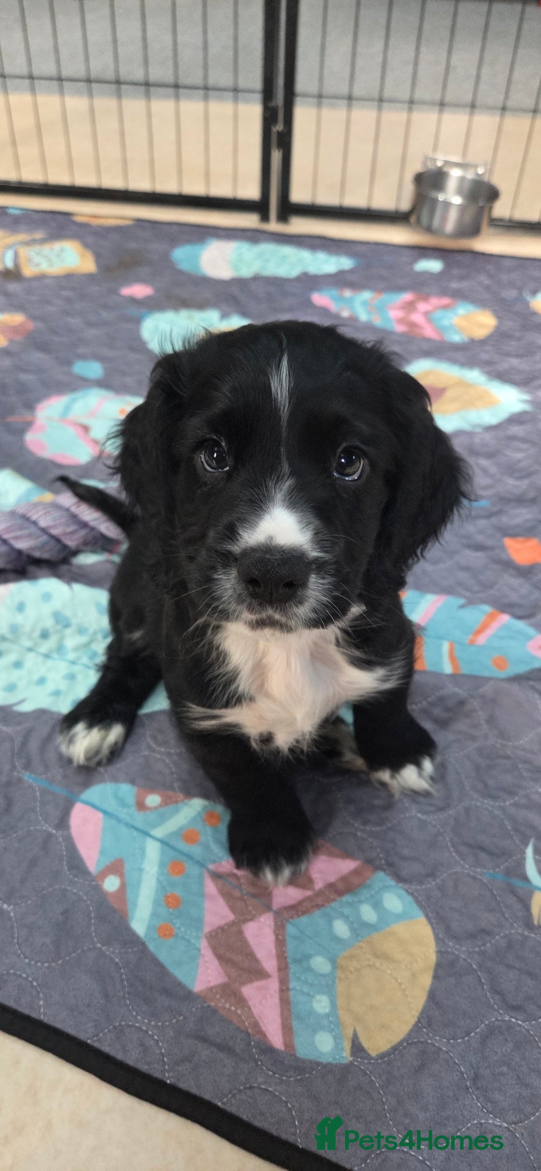 Cocker Spaniel dogs for sale: KC Registered Working Cocker Spaniels - Image 15