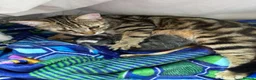 Mixed Breed cats for sale: 3 beautiful kittens for sale  in Chesterfield - Advert 2