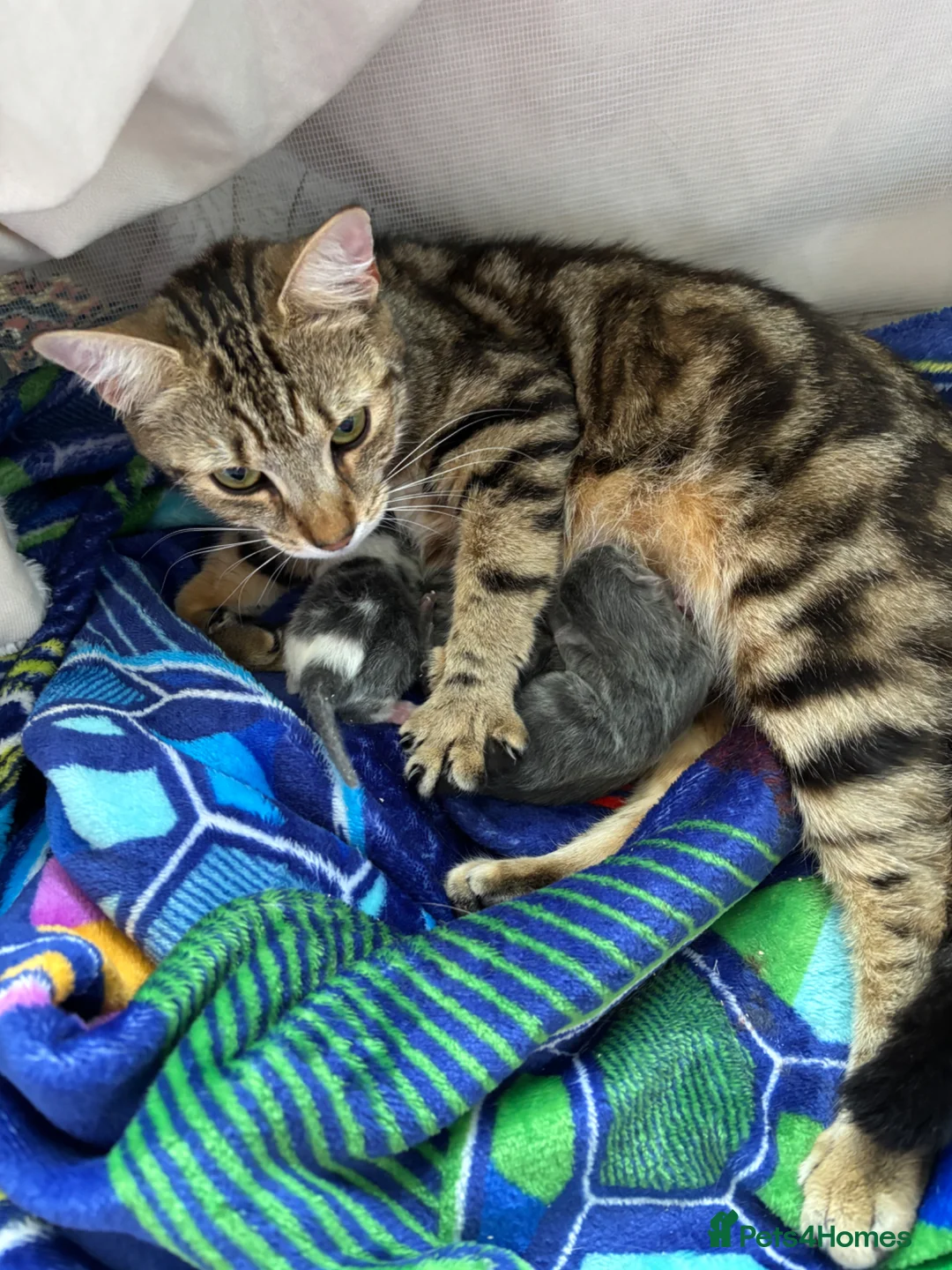 Mixed Breed cats for sale: 3 beautiful kittens for sale  in Chesterfield - Advert 2