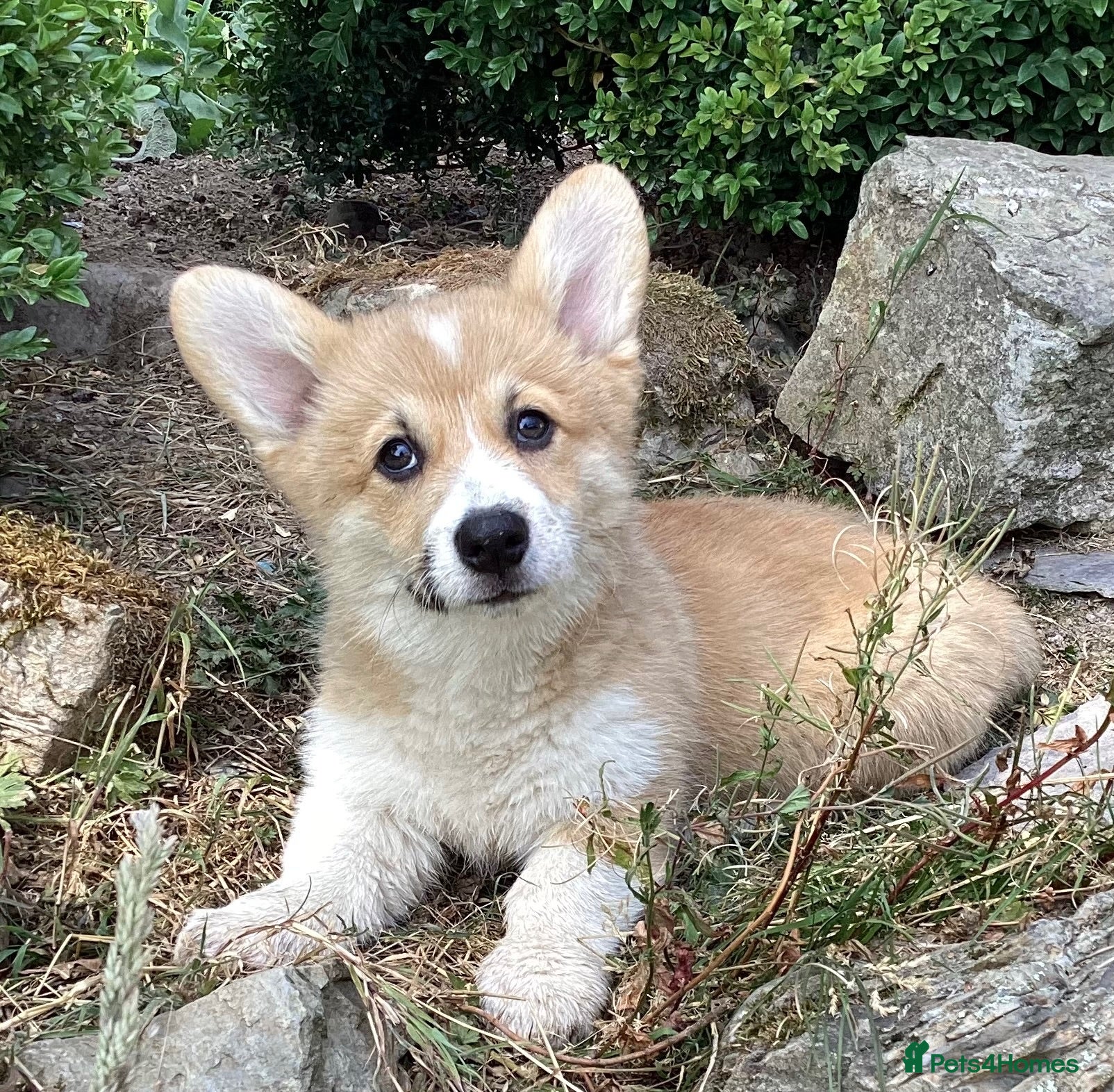Welsh Corgi Pembroke dogs Super Freindly Welsh Pembroke Corgi - Advert 2