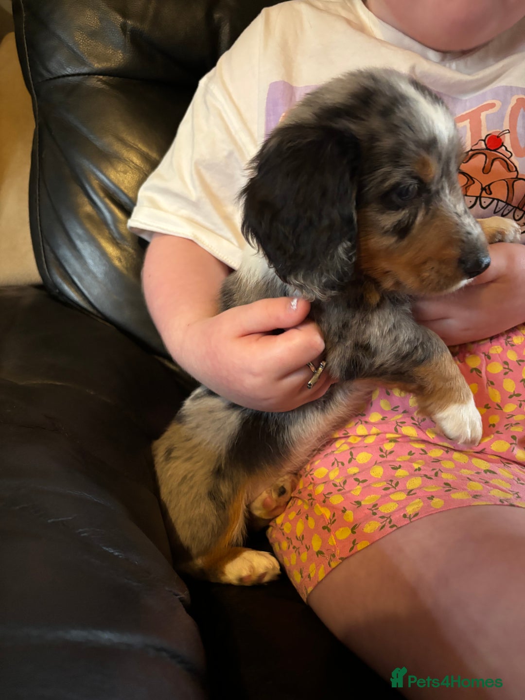 Miniature Dachshund dogs for sale: 5 beautiful miniature dachshunds for sale - Image 12