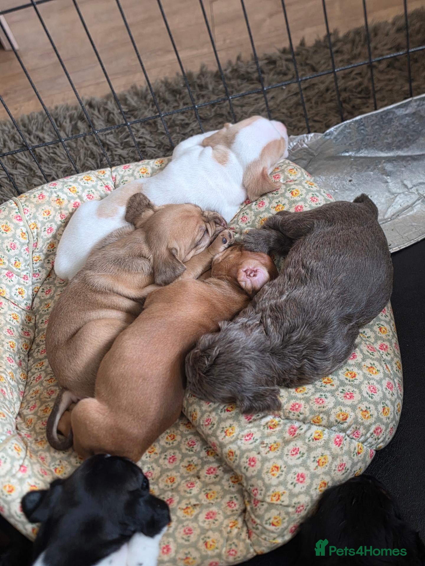 Mixed Breed dogs Cocker Spaniel x Fenchie puppies - Advert 5