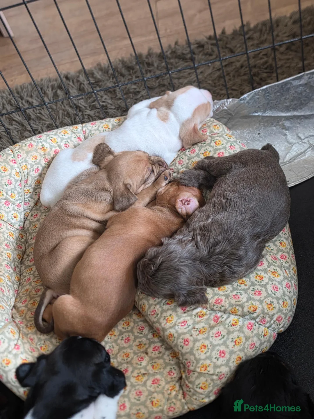 Mixed Breed dogs for sale: READY NOW Cocker Spaniel x Fenchie puppies - Advert 1