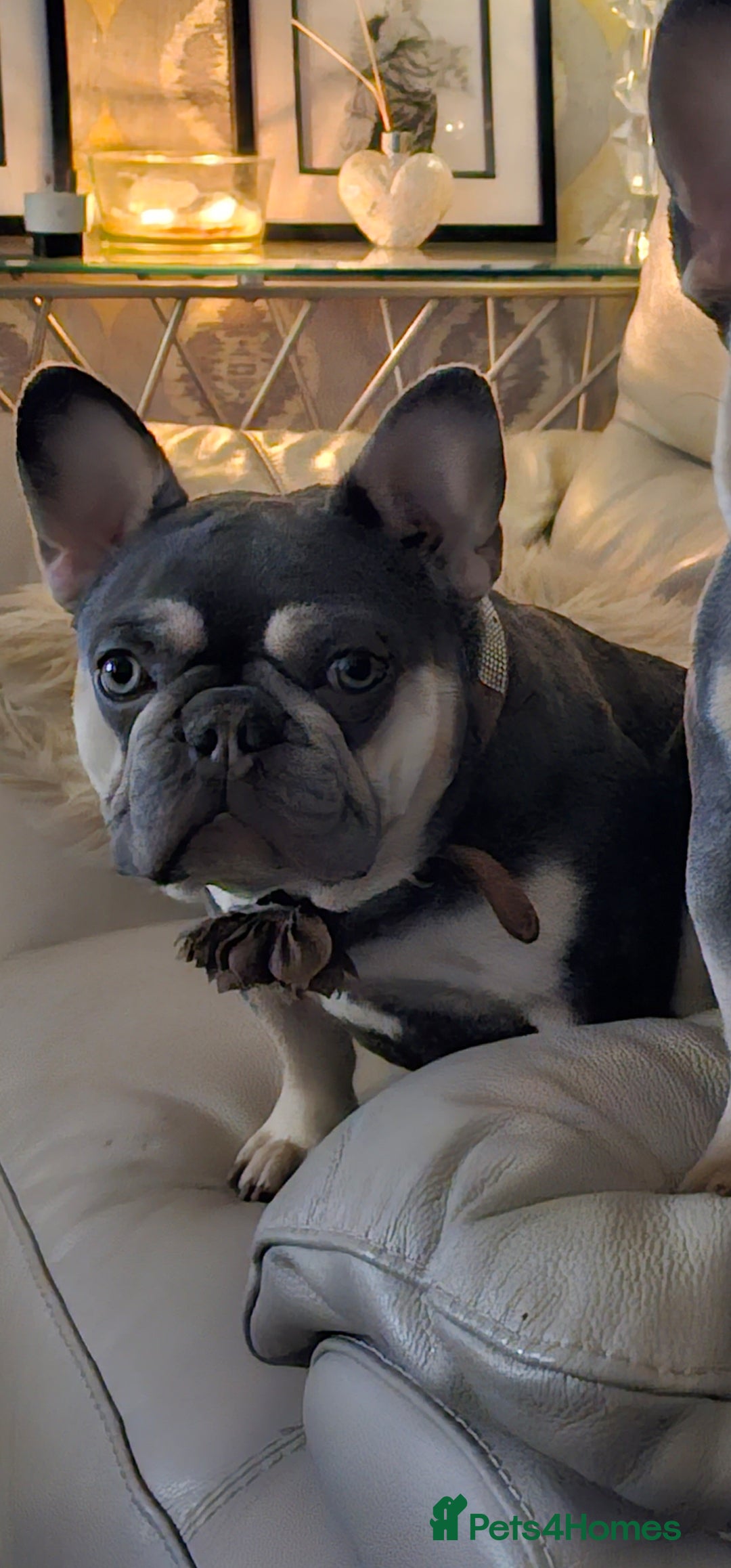 French Bulldog dogs for sale: French Bulldog Bitch KC Registered - 2 years old - Image 13