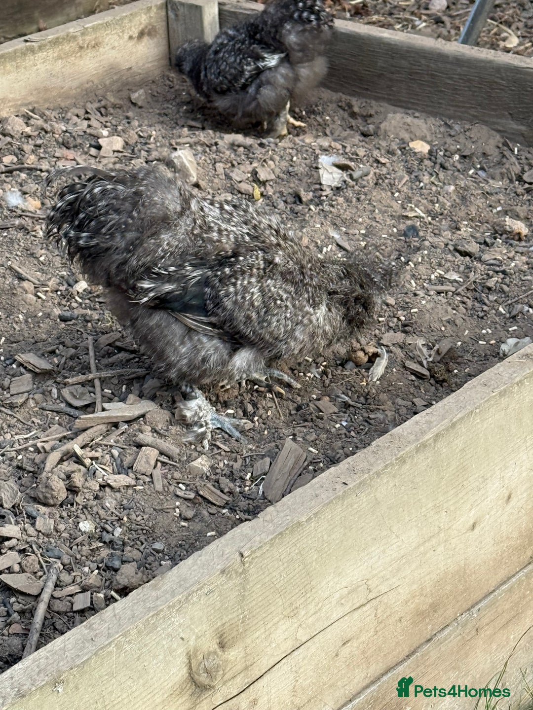Chickens poultry for sale: Grey Wynstan USA Silkie Cockerels for Sale - Advert 3