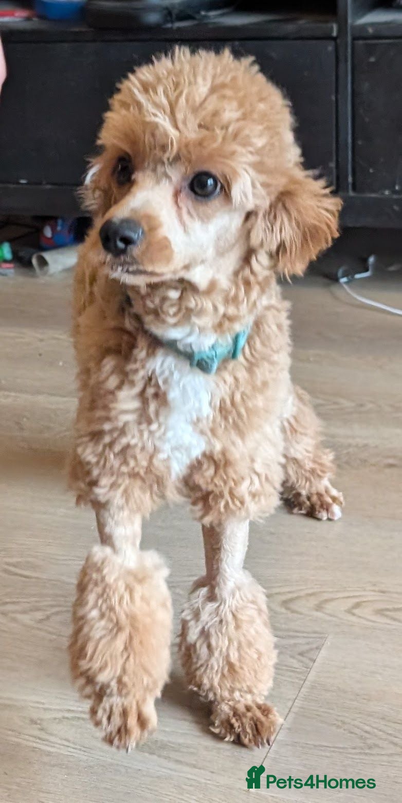 Cavapoo dogs F1B Cavapoo Puppies Health Tested KC Parents - Advert 2